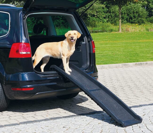 rampe pour chien