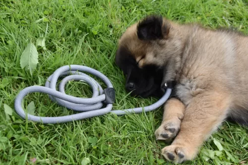 chiot en laisse